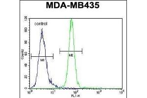 AKT1 Antibody (C-term) (ABIN652283 and ABIN2841190) flow cytometric analysis of MDA-M cells (right histogram) compared to a negative control cell (left histogram).