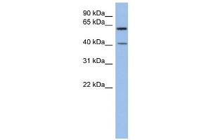 B3GALTL antibody used at 1 ug/ml to detect target protein. (B3GALTL Antikörper  (Middle Region))