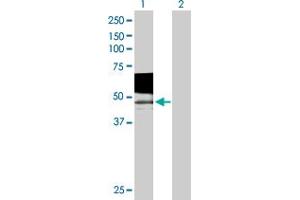 Western Blot analysis of PSG9 expression in transfected 293T cell line by PSG9 MaxPab polyclonal antibody. (PSG9 Antikörper  (AA 1-426))