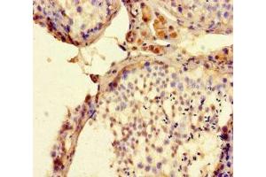 Immunohistochemistry of paraffin-embedded human testis tissue using ABIN7165554 at dilution of 1:100 (FAM71F2 Antikörper  (AA 1-300))