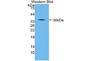 Western Blotting (WB) image for anti-Wingless-Type MMTV Integration Site Family, Member 10B (WNT10B) (AA 30-322) antibody (ABIN3202071) (WNT10B Antikörper  (AA 30-322))