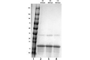 Recombinant Histone H3 monomethyl Lys14 tested by SDS-PAGE gel.