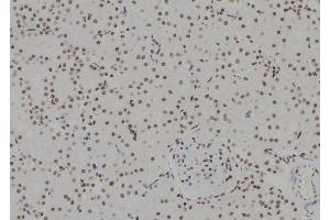 ABIN6273635 at 1/100 staining Rat kidney tissue by IHC-P. (HSPB3 Antikörper  (Internal Region))