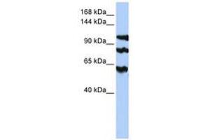 Image no. 1 for anti-Protein Phosphatase 1, Regulatory Subunit 13B (PPP1R13B) (AA 900-949) antibody (ABIN6741009) (PPP1R13B Antikörper  (AA 900-949))