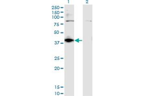 DHDH antibody  (AA 235-334)