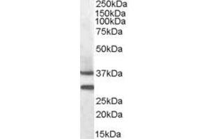 ABIN570929 (0. (MC5 Receptor Antikörper  (N-Term))