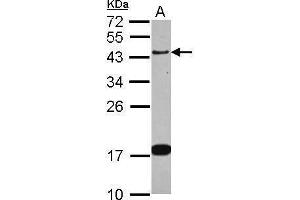 WB Image Sample (30 ug of whole cell lysate) A: IMR32 12% SDS PAGE antibody diluted at 1:1000 (GAP43 Antikörper)