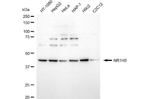 Western blotting analysis using NR1H3 antibody (ABIN7799651).