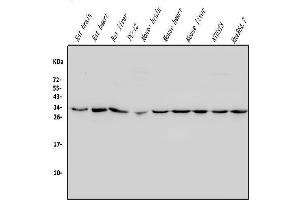 Western blot analysis of REA/PHB2 using anti-REA/PHB2 antibody (ABIN7599240). (Prohibitin 2 Antikörper  (AA 1-299))
