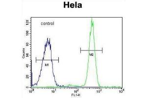 Flow Cytometry (FACS) image for anti-Polymerase (RNA) III (DNA Directed) Polypeptide H (22.9kD) (POLR3H) antibody (ABIN3002174) (POLR3H Antikörper)