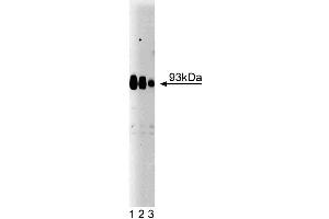 Western blot analysis of Gephyrin on rat brain lysate. (Gephyrin Antikörper  (AA 569-726))
