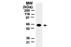 Western blot analysis of TRAF5. (TRAF5 Antikörper  (AA 77-186))