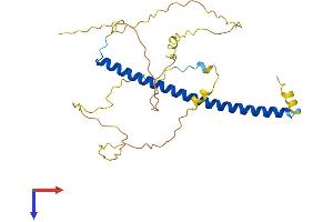 CEBPE Protein (AA 1-281) (His tag)