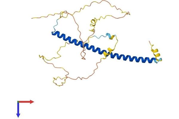 CEBPE Protein (AA 1-281) (His tag)