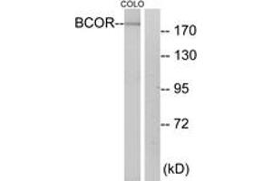 Western Blotting (WB) image for anti-BCL6 Co-Repressor (BCOR) (AA 1231-1280) antibody (ABIN2889866) (BCOR Antikörper  (AA 1231-1280))