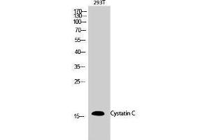 Western Blotting (WB) image for anti-Cystatin C (CST3) (Internal Region) antibody (ABIN3184215) (CST3 Antikörper  (Internal Region))