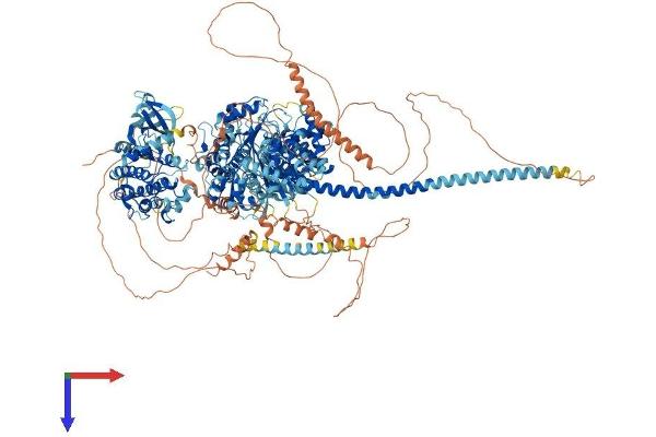 MYO3A Protein (AA 1-1616) (His tag)