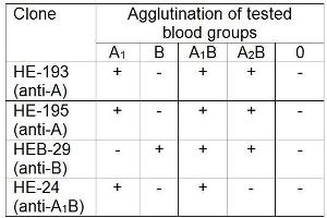 Agglutination of particular blood groups using mouse monoclonal HE-193 (anti-blood group A).