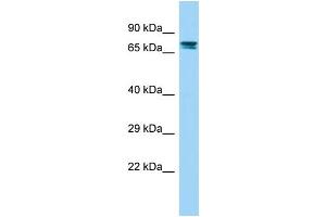 Host: Rabbit Target Name: GPR115 Sample Type: Fetal Kidney lysates Antibody Dilution: 1. (G Protein-Coupled Receptor 115 Antikörper  (N-Term))
