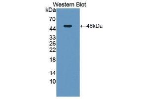 Western Blotting (WB) image for anti-Neuromedin U (NMU) (AA 35-158) antibody (ABIN1869481) (Neuromedin U Antikörper  (AA 35-158))
