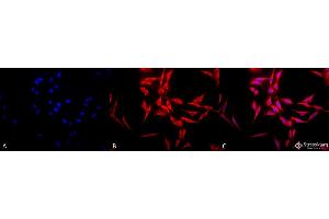 Immunocytochemistry/Immunofluorescence analysis using Rabbit Anti-Hsp70 Polyclonal Antibody . (HSP70 Antikörper  (Atto 488))
