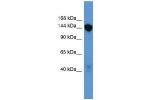 WB Suggested Anti-Bnc2 Antibody Titration:  0. (Basonuclin 2 Antikörper  (C-Term))