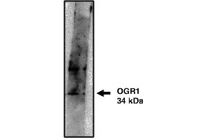 Western blot analysis using OGR1 antibody on cells transfected with OGR1 protein at 10 µg/ml. (GPR68 Antikörper)