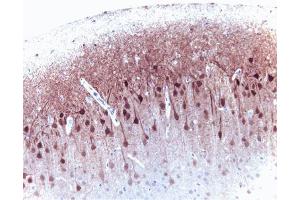 ERK 2 (clone 33) staining on rat brain. (ERK2 Antikörper  (AA 219-358))