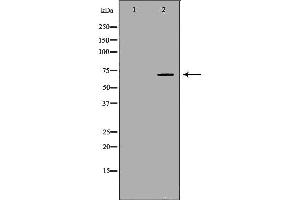 Western blot analysis of extracts of Kidney, using BTRC antibody. (BTRC Antikörper  (N-Term))