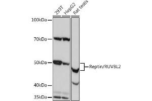 Western blot analysis of extracts of various cell lines, using Reptin/RUVBL2 Rabbit mAb (ABIN7270119) at 1:1000 dilution. (RUVBL2 Antikörper)