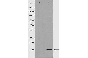 Western blot analysis of extracts of HeLa  using H3R8me2s antibody. (Histone 3 Antikörper  (H3R8me2))