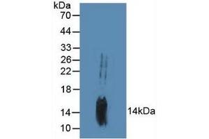 Western blot analysis of Mouse Brain Tissue. (GADD45B Antikörper  (AA 1-160))