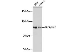 Western blot analysis of extracts of various cell lines, using TBK1/NAK Rabbit mAb (ABIN7270723) at 1:1000 dilution. (TBK1 Antikörper)