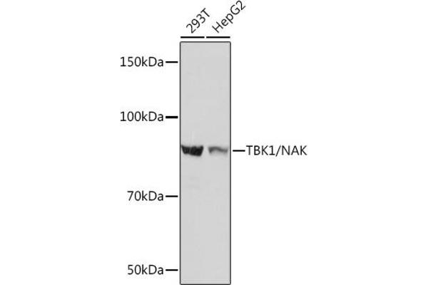 TBK1 抗体