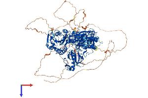 SEC24A Protein (AA 1-1093) (His tag)
