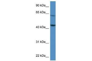 F2R antibody used at 0. (PAR1 Antikörper  (C-Term))