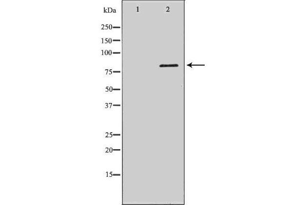 DCLRE1C Antikörper  (C-Term)