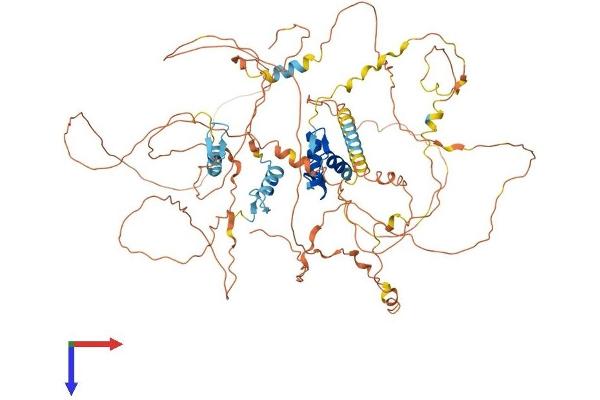 BCL11A Protein (AA 1-773) (His tag)