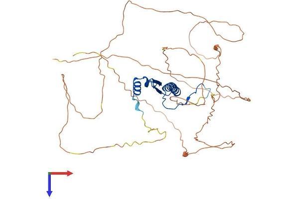 SRF Protein (AA 1-508) (His tag)