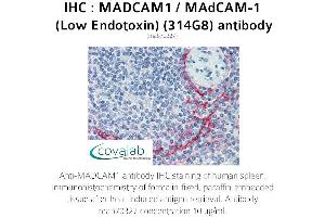 Image no. 1 for anti-Mucosal Vascular Addressin Cell Adhesion Molecule 1 (MADCAM1) antibody (ABIN5693628) (MADCAM1 Antikörper)