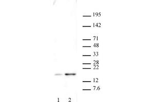 Histone H2AX phospho Ser139 antibody tested by Western blot. (H2AFX Antikörper  (pSer139))