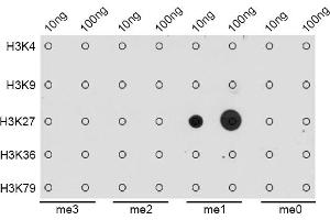 Dot-blot analysis of all sorts of methylation peptides using MonoMethyl-Histone H3-K27 antibody (ABIN3023262, ABIN3023263, ABIN3023264, ABIN1513004 and ABIN6219518). (Histone 3 Antikörper  (H3K27me1))