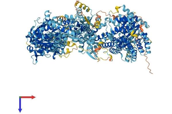 ADCY10 Protein (AA 1-1614) (His tag)