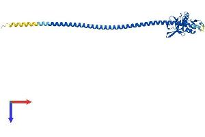 CLEC4G Protein (AA 1-294) (His tag)