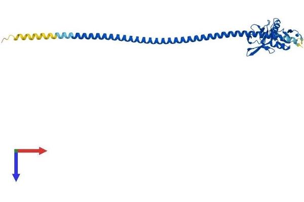 CLEC4G Protein (AA 1-294) (His tag)