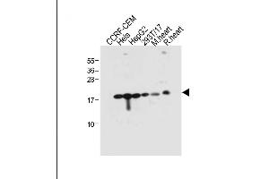 RPL23A antibody  (C-Term)