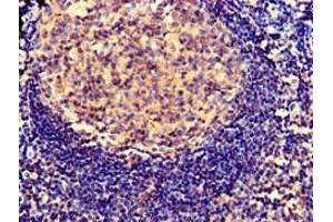 Immunohistochemistry of paraffin-embedded human tonsil tissue using ABIN7163524 at dilution of 1:100 (SERPING1 Antikörper  (AA 23-300))