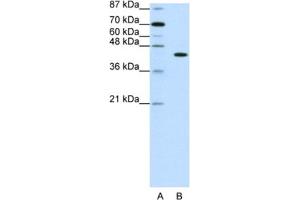 Western Blotting (WB) image for anti-PiggyBac Transposable Element Derived 1 (PGBD1) antibody (ABIN2461949) (PGBD1 Antikörper)