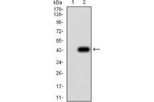 Western blot analysis using AQP2 mAb against HEK293 (1) and AQP2 (AA: 149-271)-hIgGFc transfected HEK293 (2) cell lysate.