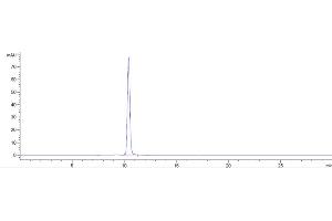 The purity of Anti-AGER / RAGE Reference Antibody (XT-M4) is more than 95 % , determined by SEC-HPLC. (Rekombinanter RAGE Antikörper)